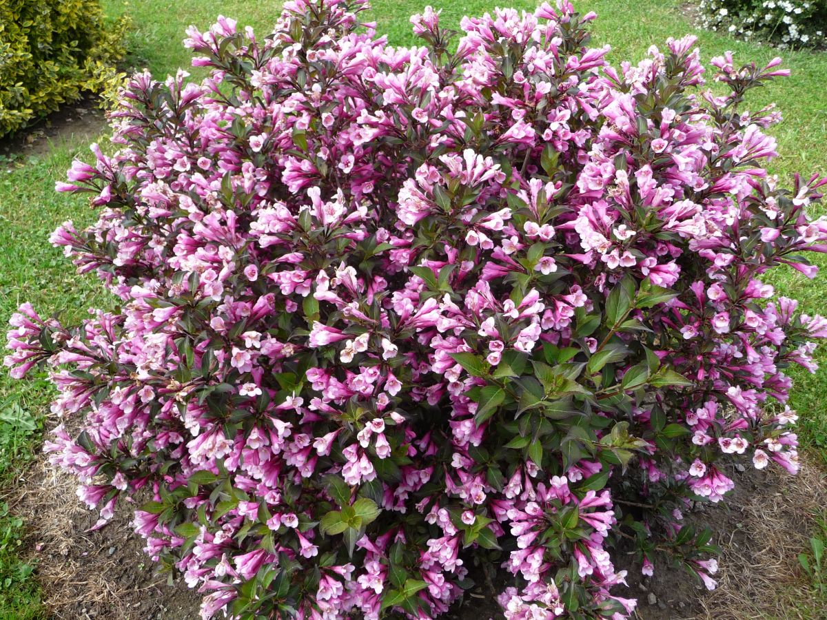 Weigela florida 'Nana Purpurea'